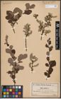 Foto von Salix aurita L.